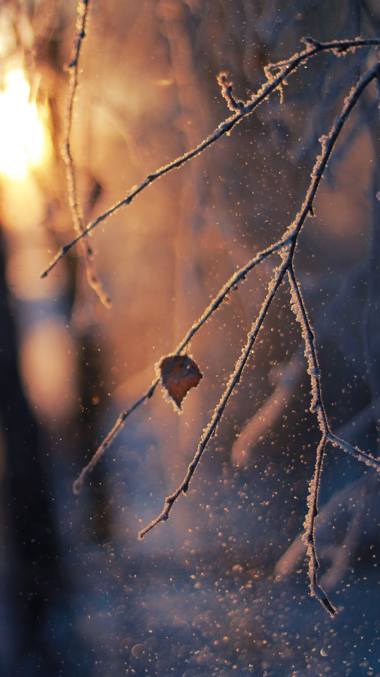 Sucursal, Ramita, la Luz Del Sol, Invierno, Helada. Wallpaper in 750x1334 Resolution