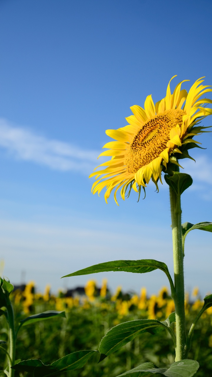 Commune de Tournesol, Tige de la Plante, Famille Des Marguerites, Pétale, Botanique. Wallpaper in 720x1280 Resolution