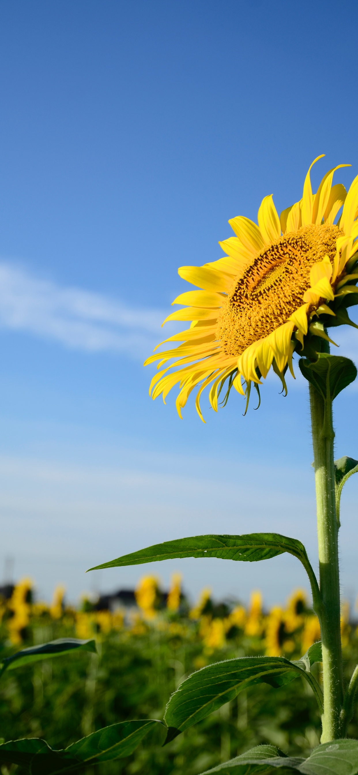 Girasol, Común de Girasol, Tallo de la Planta, Daisy Familia, Pétalo. Wallpaper in 1242x2688 Resolution