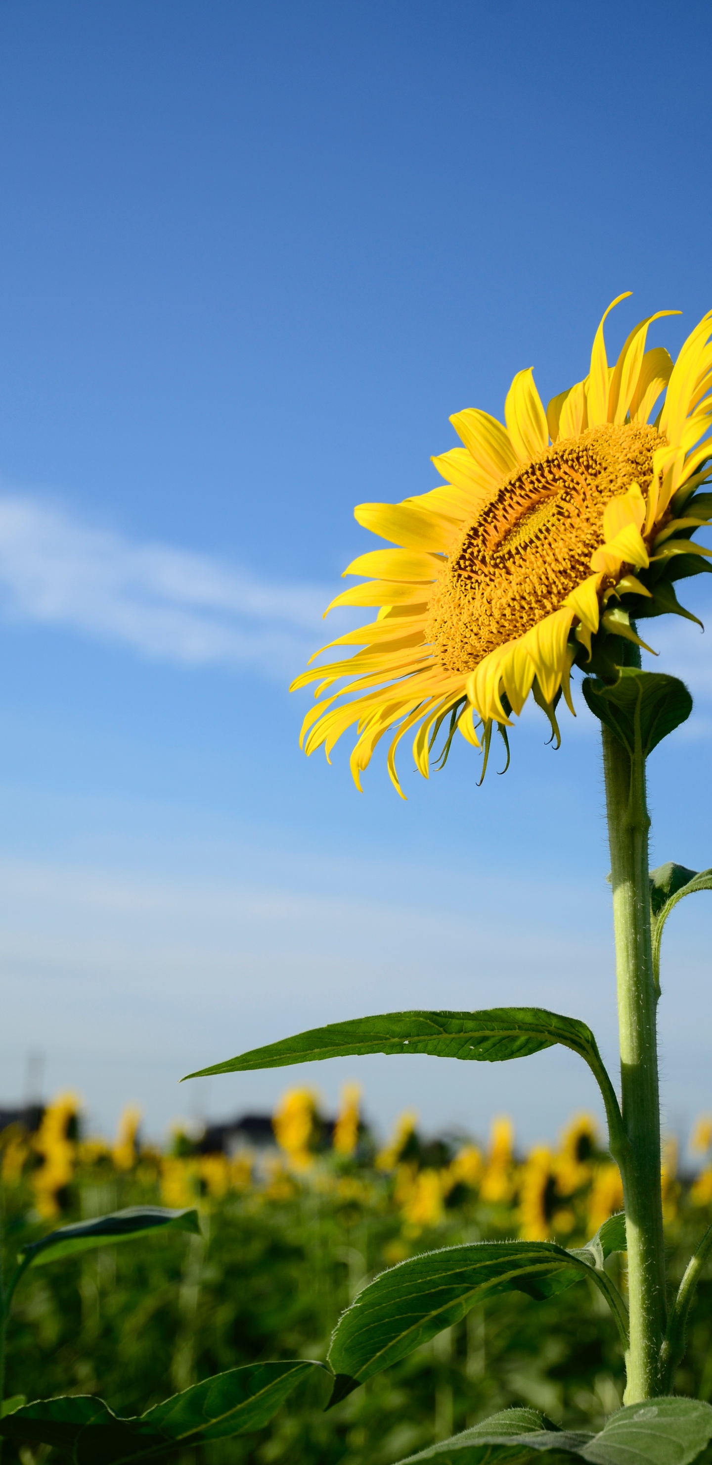 Girasol, Común de Girasol, Tallo de la Planta, Daisy Familia, Pétalo. Wallpaper in 1440x2960 Resolution