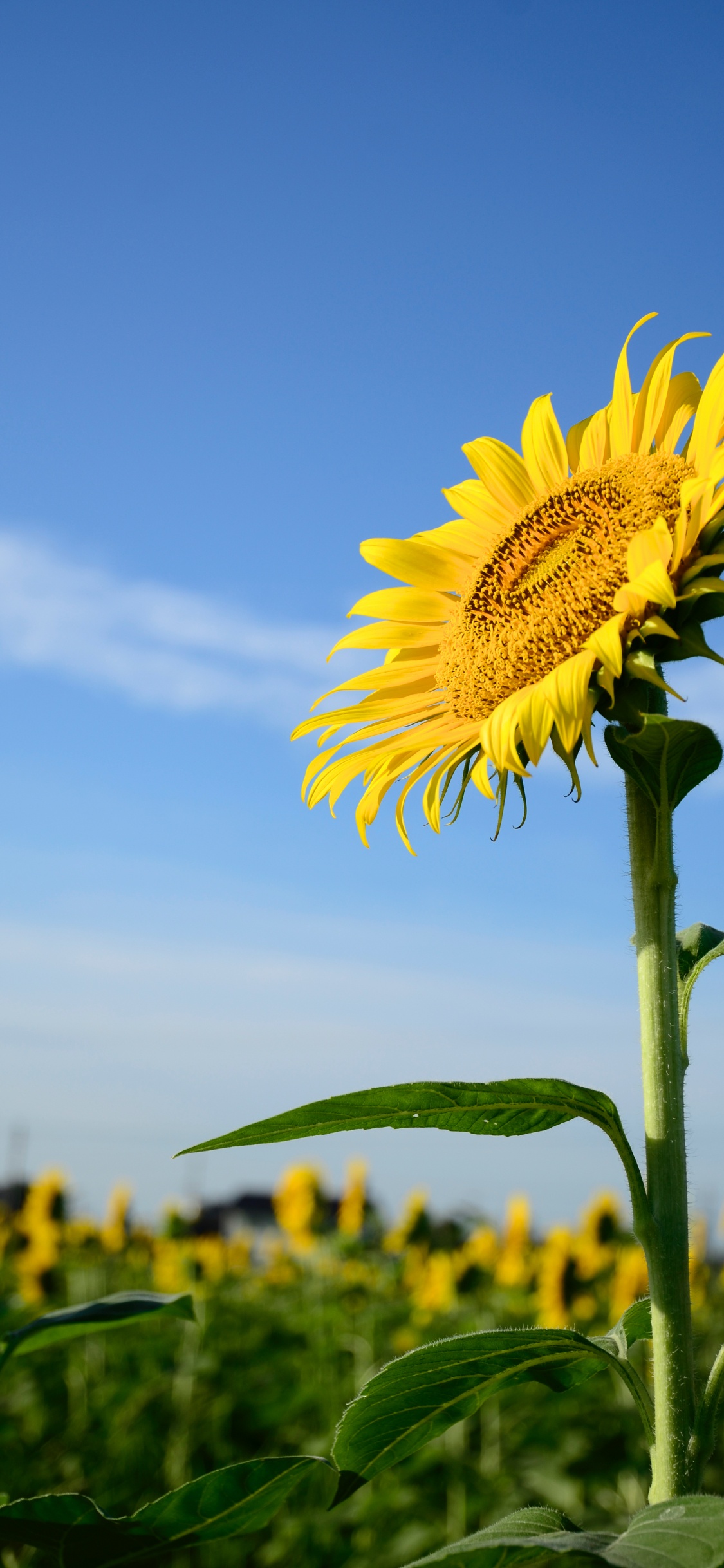 Sonnenblume, Gemeinsame Sonnenblume, Pflanzen-Stammzellen, Daisy Familie, Blütenblatt. Wallpaper in 1125x2436 Resolution