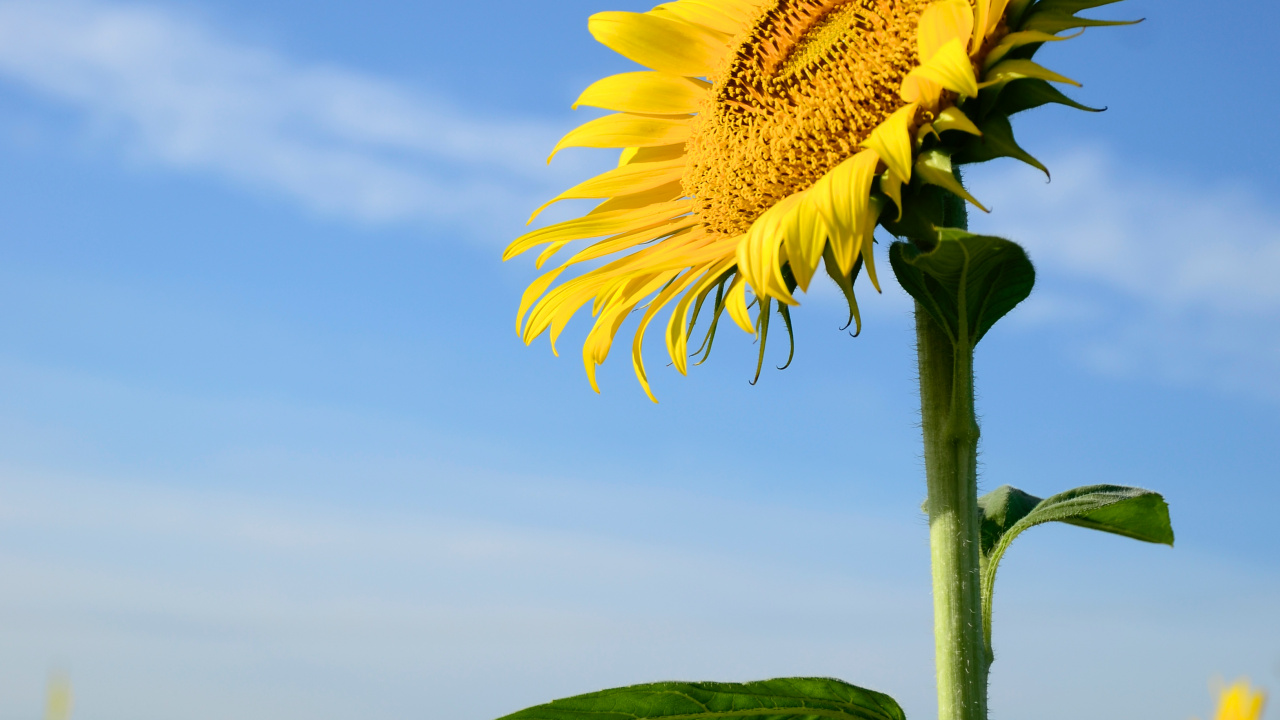 Sunflower, Common Sunflower, Flower, Plant Stem, Daisy Family. Wallpaper in 1280x720 Resolution
