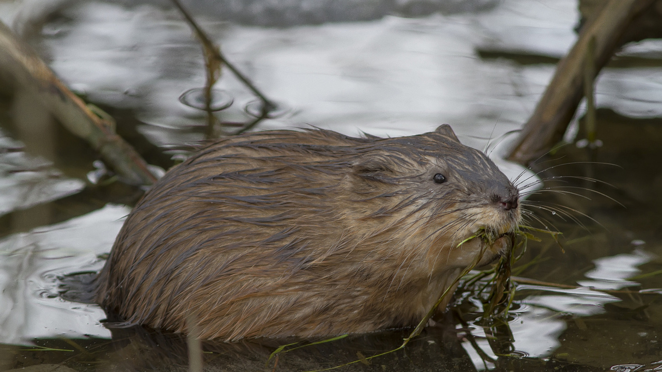 Brown Rodent on Body of Water During Daytime. Wallpaper in 1366x768 Resolution