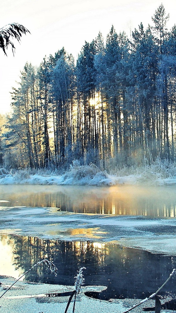 Plan D'eau Près Des Arbres Pendant la Journée. Wallpaper in 720x1280 Resolution
