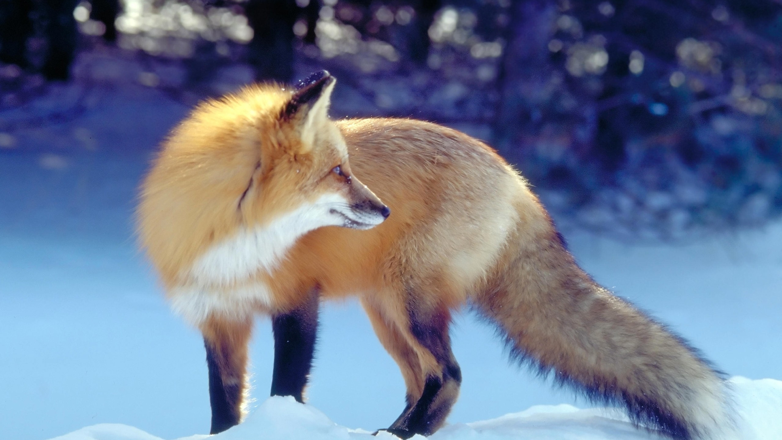 Brown Fox on Snow Covered Ground During Daytime. Wallpaper in 2560x1440 Resolution