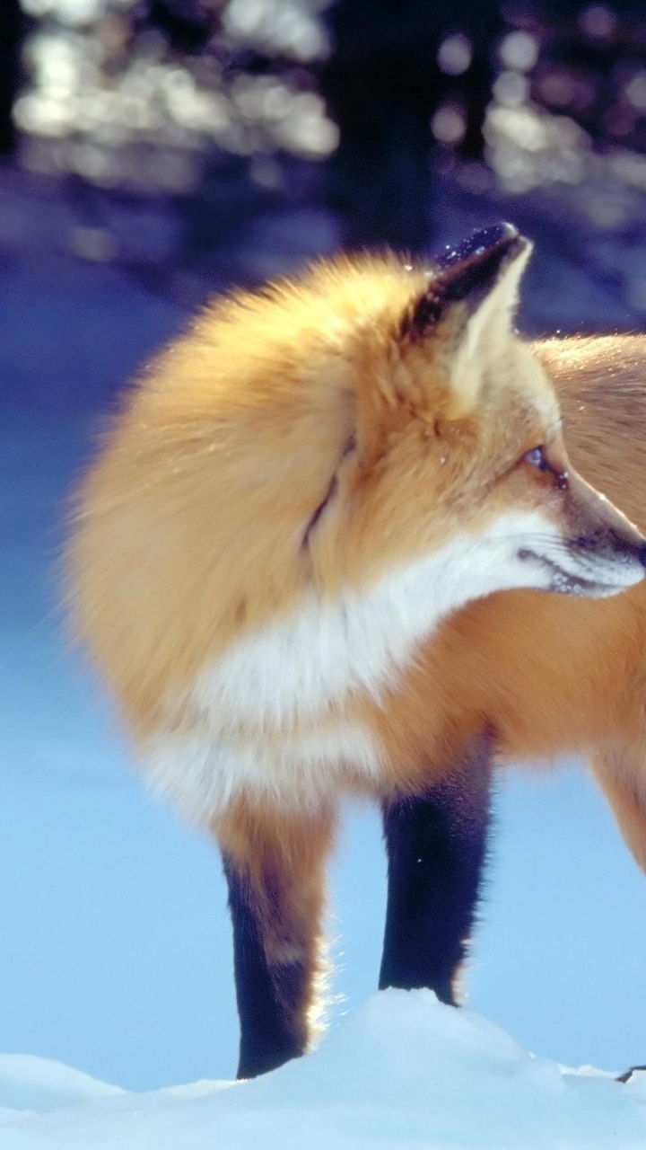 红狐狸, 野生动物, 动植物, 哺乳动物, Kit狐狸 壁纸 720x1280 允许
