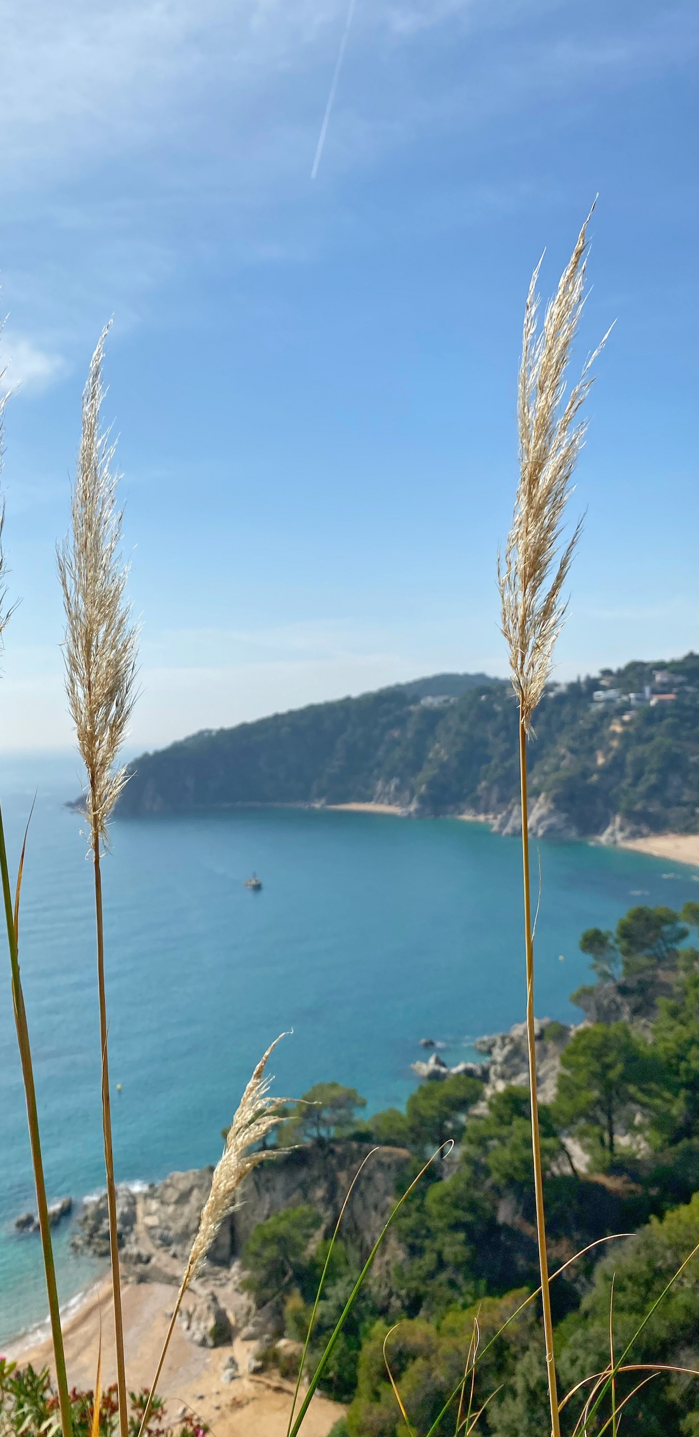 Mar, la Vegetación, Costa, Azure, Orilla. Wallpaper in 1440x2960 Resolution