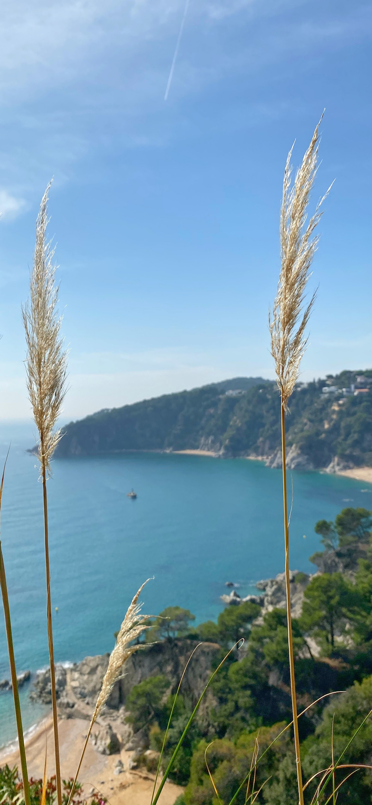 Sea, Grasses, Vegetation, Coast, Azure. Wallpaper in 1242x2688 Resolution