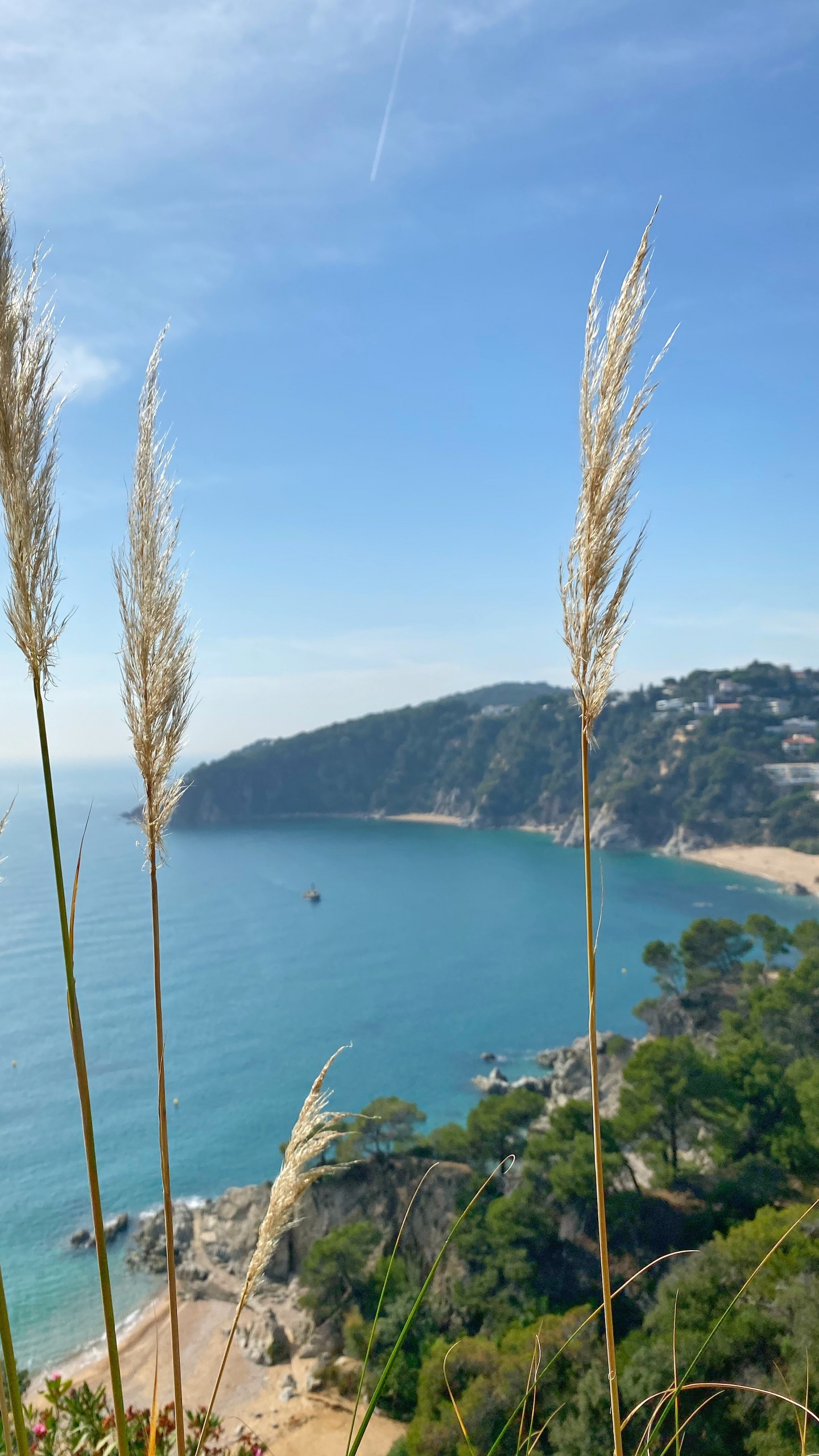 Sea, Grasses, Vegetation, Coast, Azure. Wallpaper in 1440x2560 Resolution