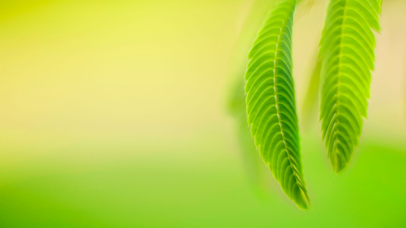 Windows, Windows 10, Windows 8, Windows 8 1, Microsoft Windows. Wallpaper in 1366x768 Resolution