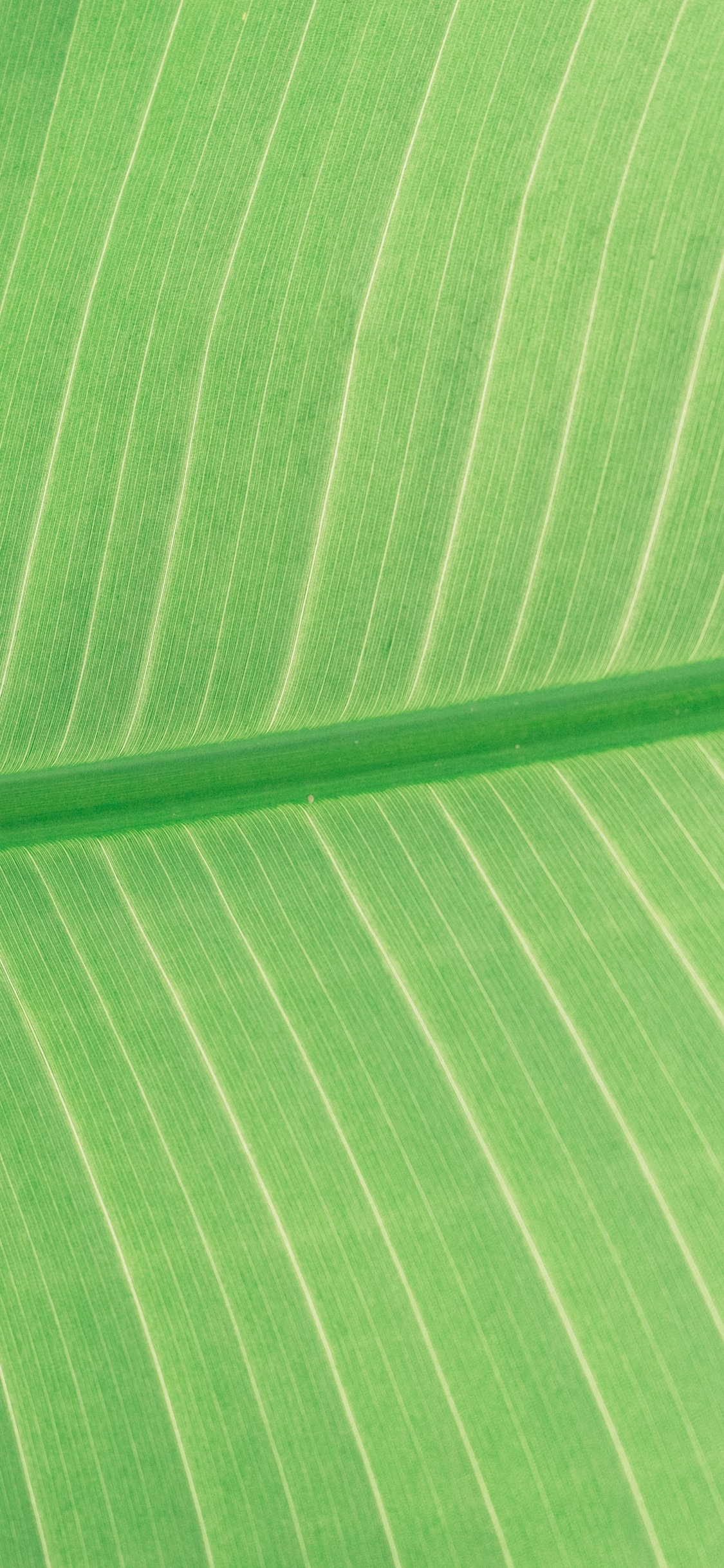 Green and White Striped Textile. Wallpaper in 1125x2436 Resolution