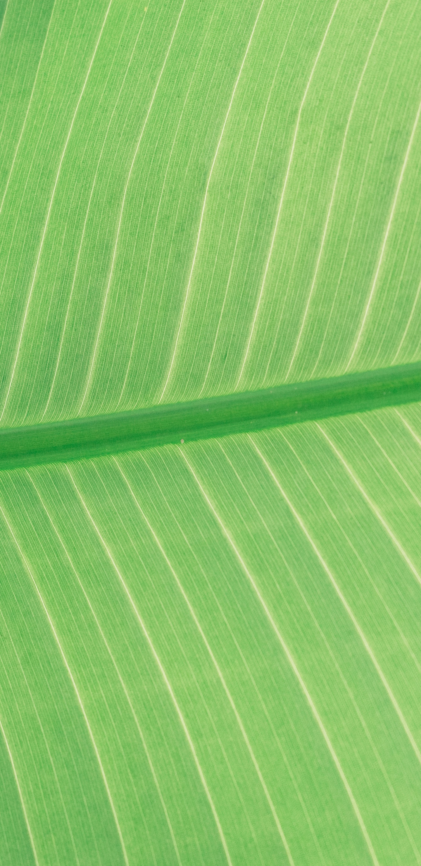Green and White Striped Textile. Wallpaper in 1440x2960 Resolution