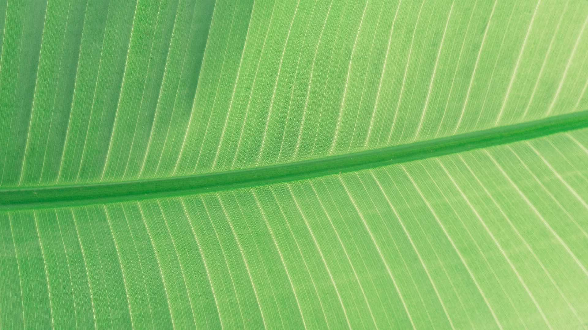 Green and White Striped Textile. Wallpaper in 1920x1080 Resolution