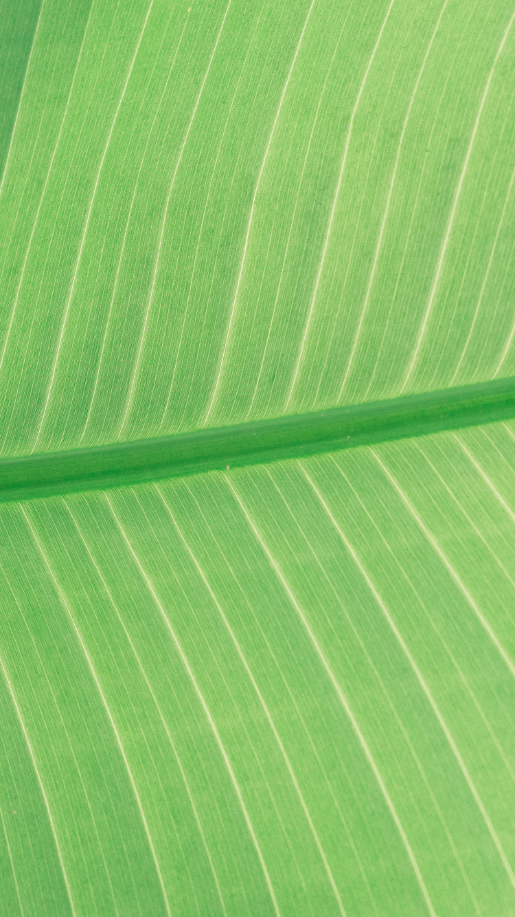 Grün-weiß Gestreiftes Textil. Wallpaper in 750x1334 Resolution