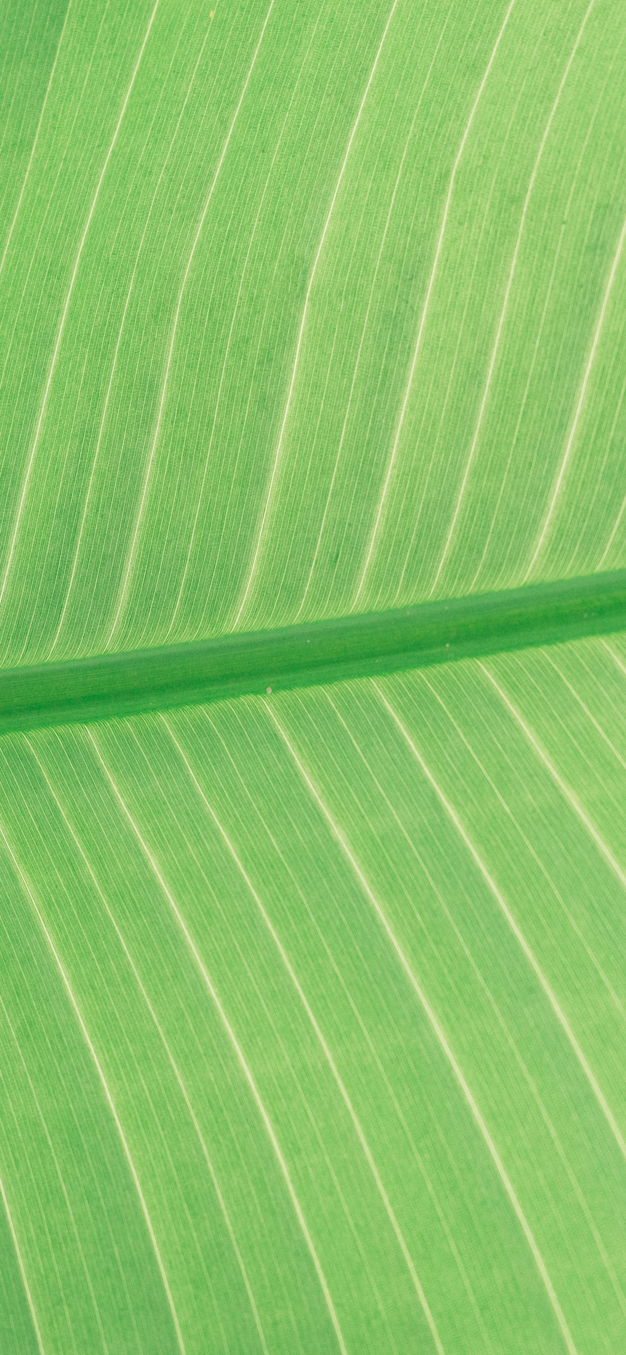 Textile Rayé Vert et Blanc. Wallpaper in 1242x2688 Resolution