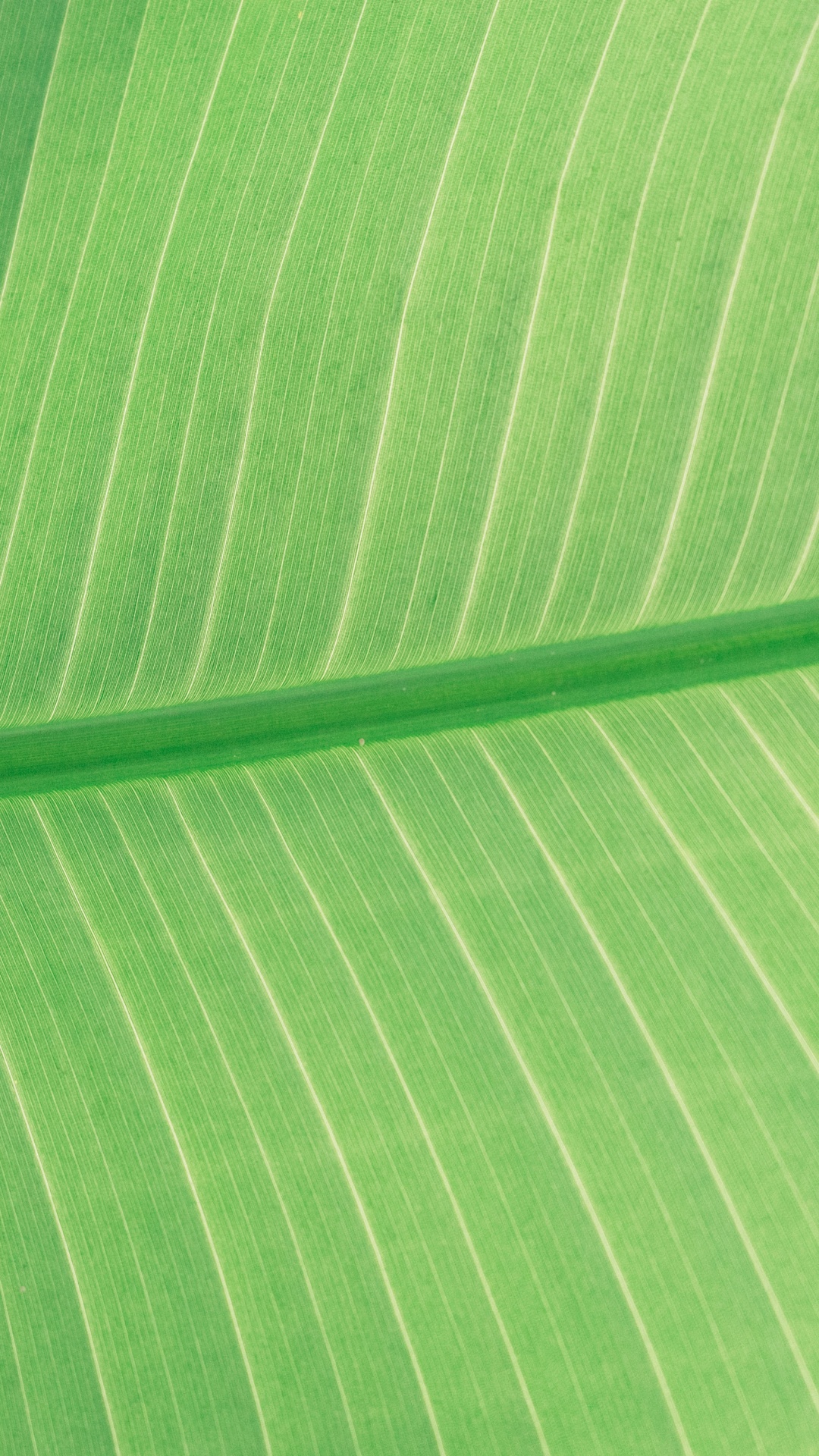 Textil de Rayas Verdes y Blancas. Wallpaper in 1080x1920 Resolution