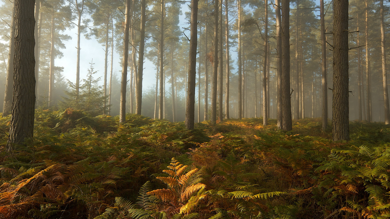 Green and Brown Trees Under White Sky During Daytime. Wallpaper in 1366x768 Resolution