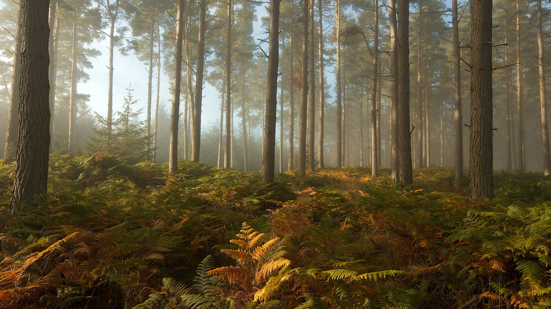 Green and Brown Trees Under White Sky During Daytime. Wallpaper in 1920x1080 Resolution
