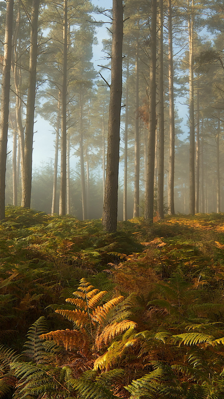 Green and Brown Trees Under White Sky During Daytime. Wallpaper in 750x1334 Resolution