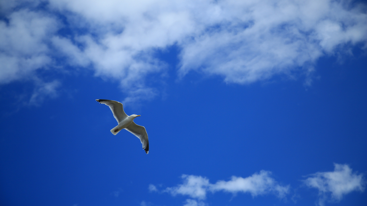 Pájaro Blanco Volando Bajo un Cielo Azul Durante el Día. Wallpaper in 1280x720 Resolution