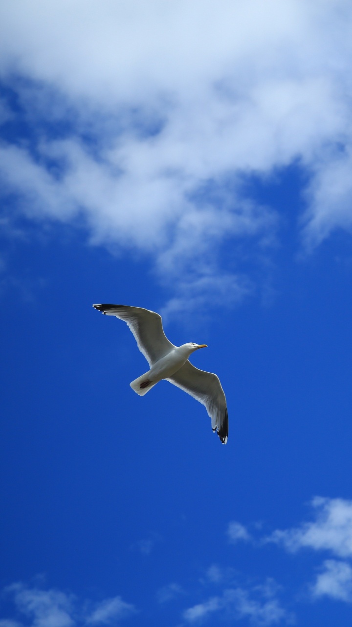 Oiseau Blanc Volant Sous le Ciel Bleu Pendant la Journée. Wallpaper in 720x1280 Resolution