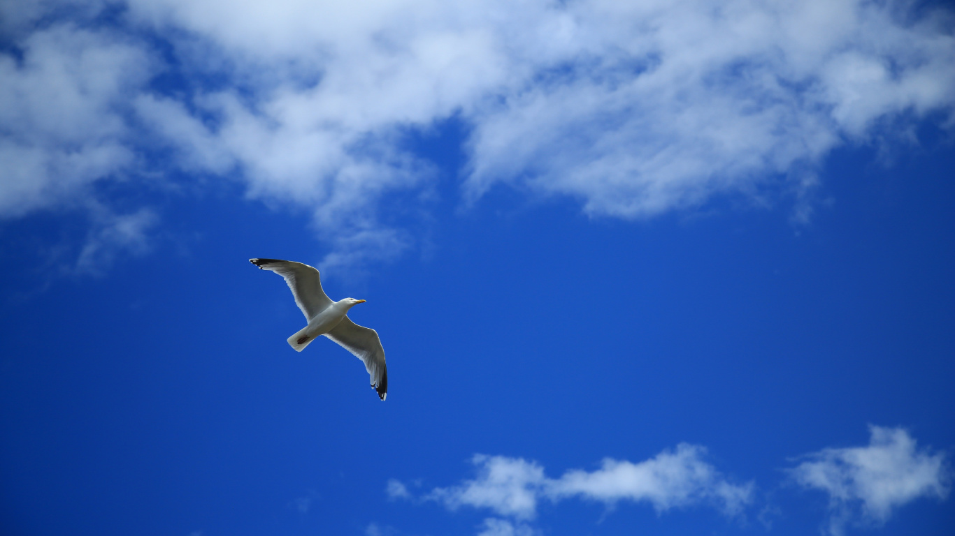 Weißer Vogel, Der Tagsüber Unter Blauem Himmel Fliegt. Wallpaper in 1366x768 Resolution