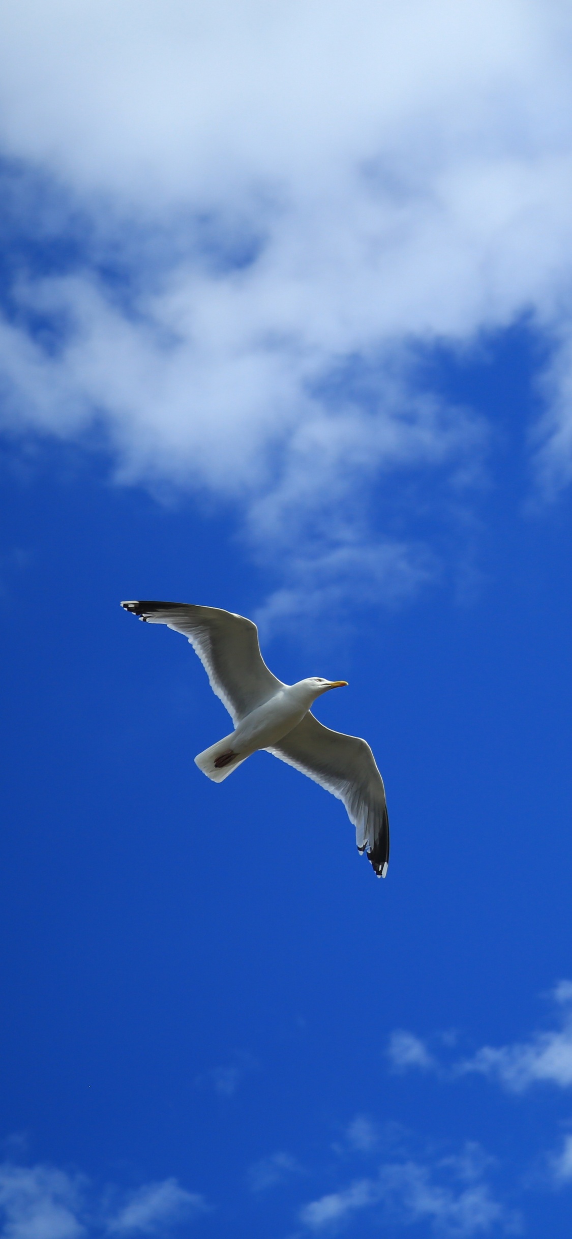 White Bird Flying Under Blue Sky During Daytime. Wallpaper in 1125x2436 Resolution