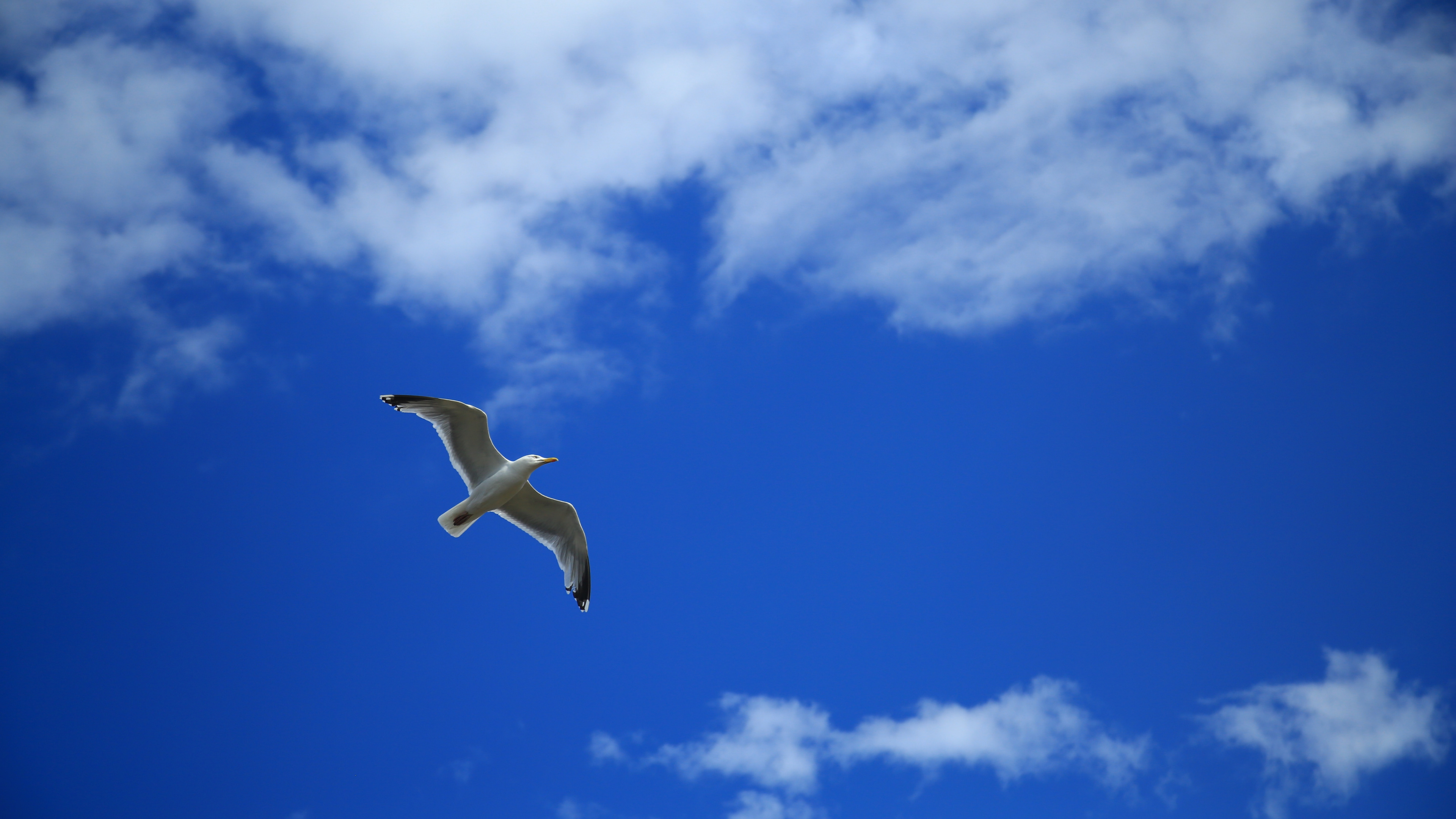 White Bird Flying Under Blue Sky During Daytime. Wallpaper in 3840x2160 Resolution