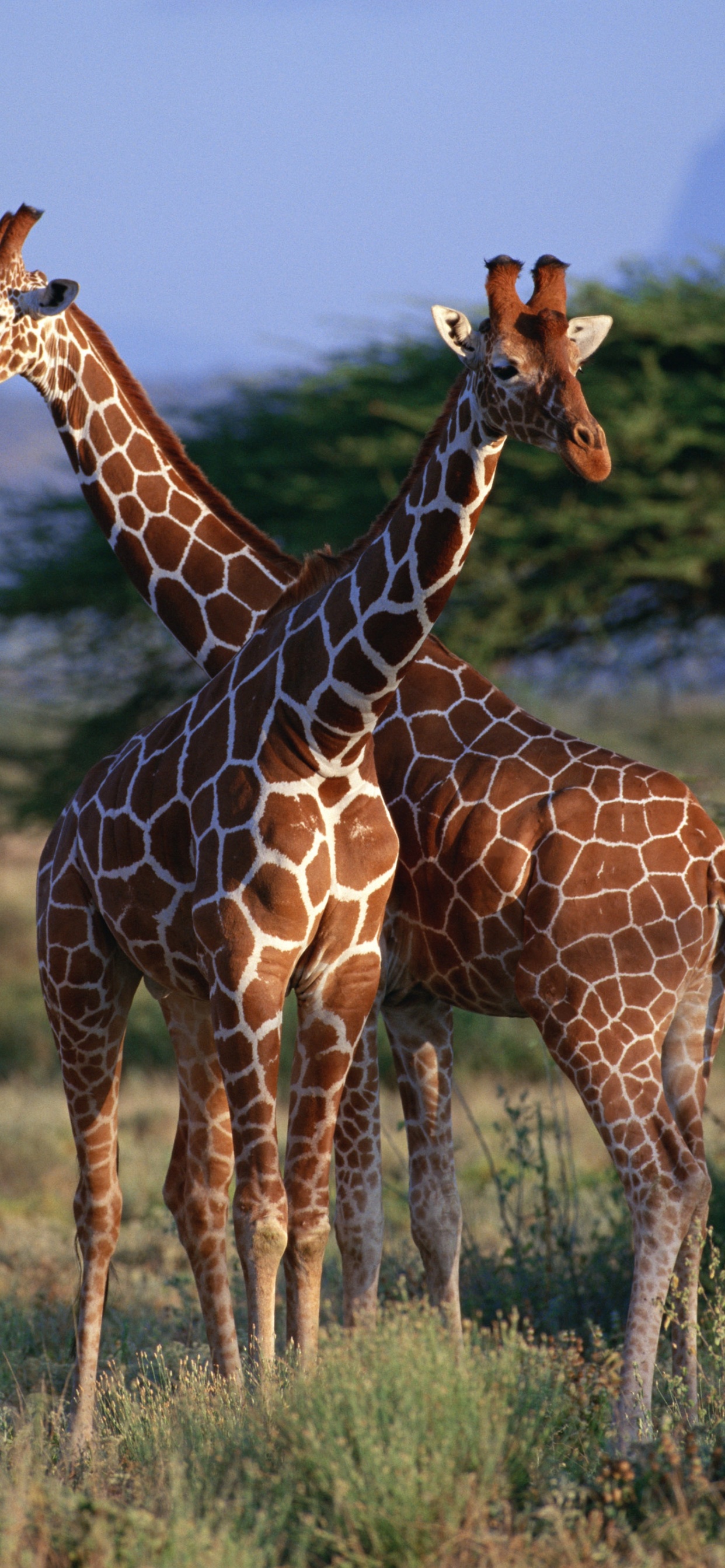 Braune Giraffe, Die Tagsüber Auf Der Grünen Wiese Steht. Wallpaper in 1242x2688 Resolution