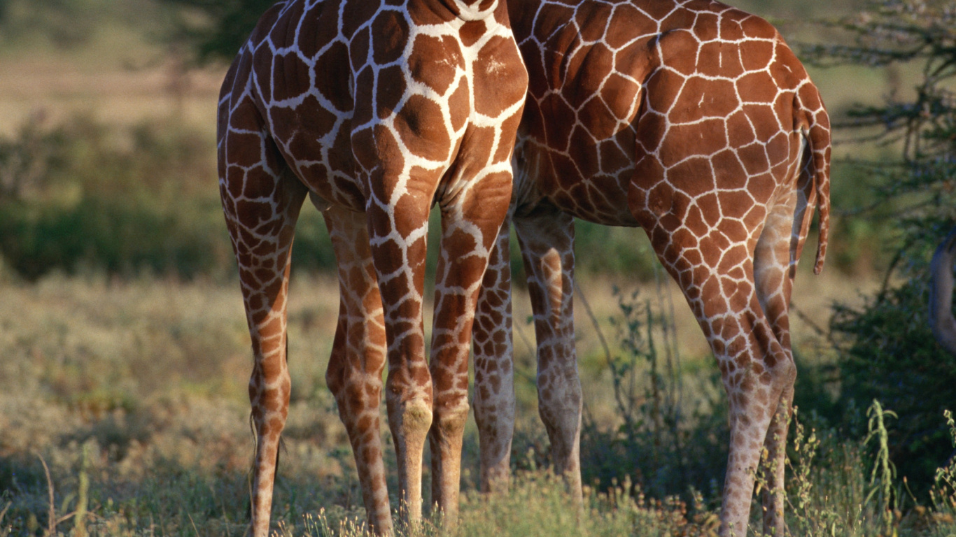 Braune Giraffe, Die Tagsüber Auf Der Grünen Wiese Steht. Wallpaper in 1366x768 Resolution