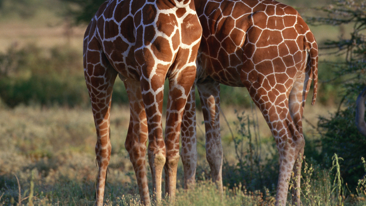 Brown Giraffe Standing on Green Grass Field During Daytime. Wallpaper in 1280x720 Resolution