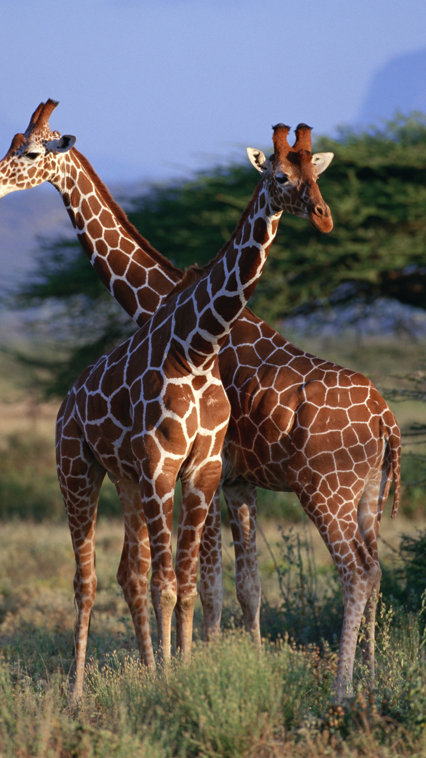 Brown Giraffe Standing on Green Grass Field During Daytime. Wallpaper in 1440x2560 Resolution