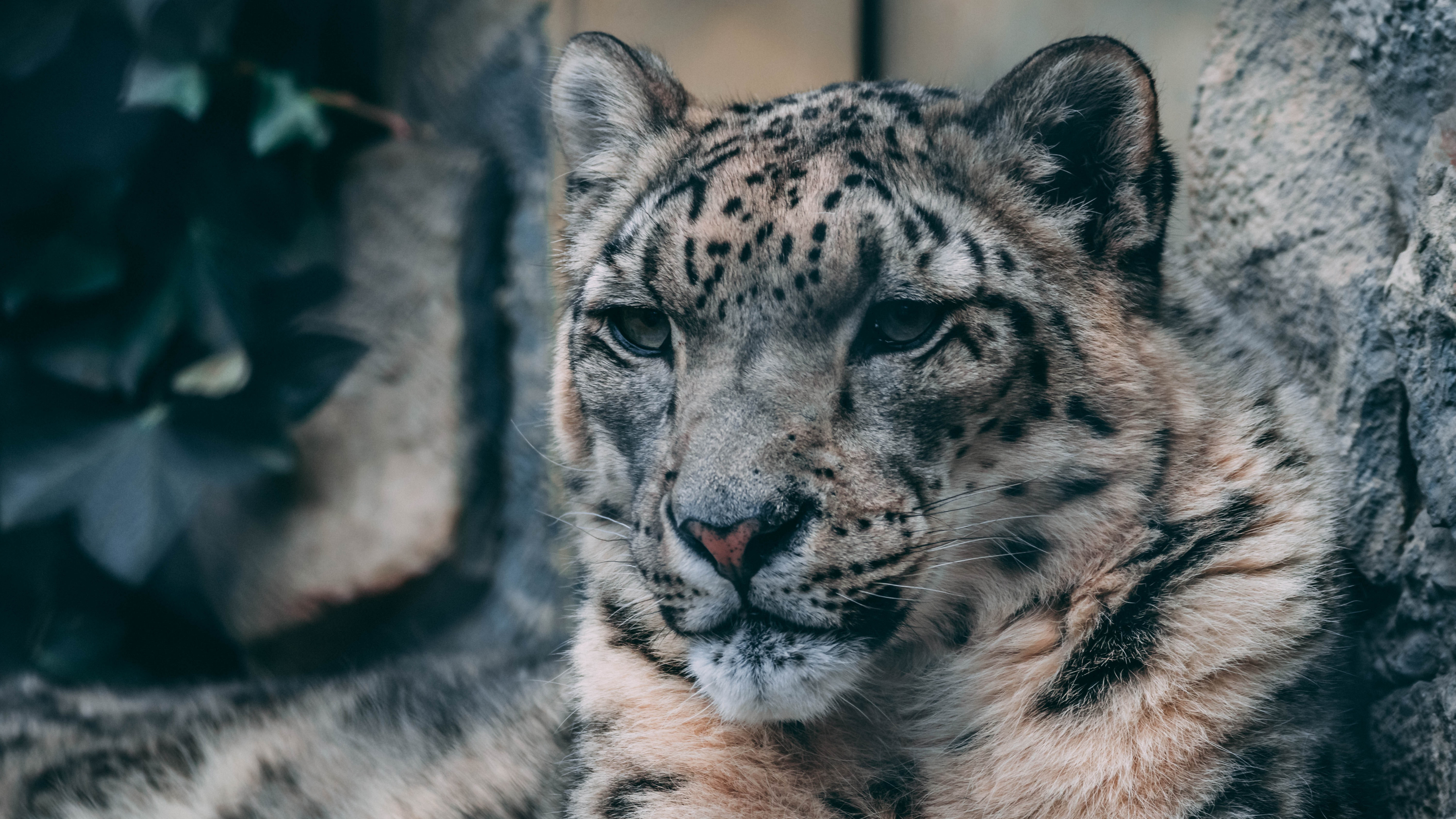 White and Black Leopard on Brown Rock. Wallpaper in 3840x2160 Resolution