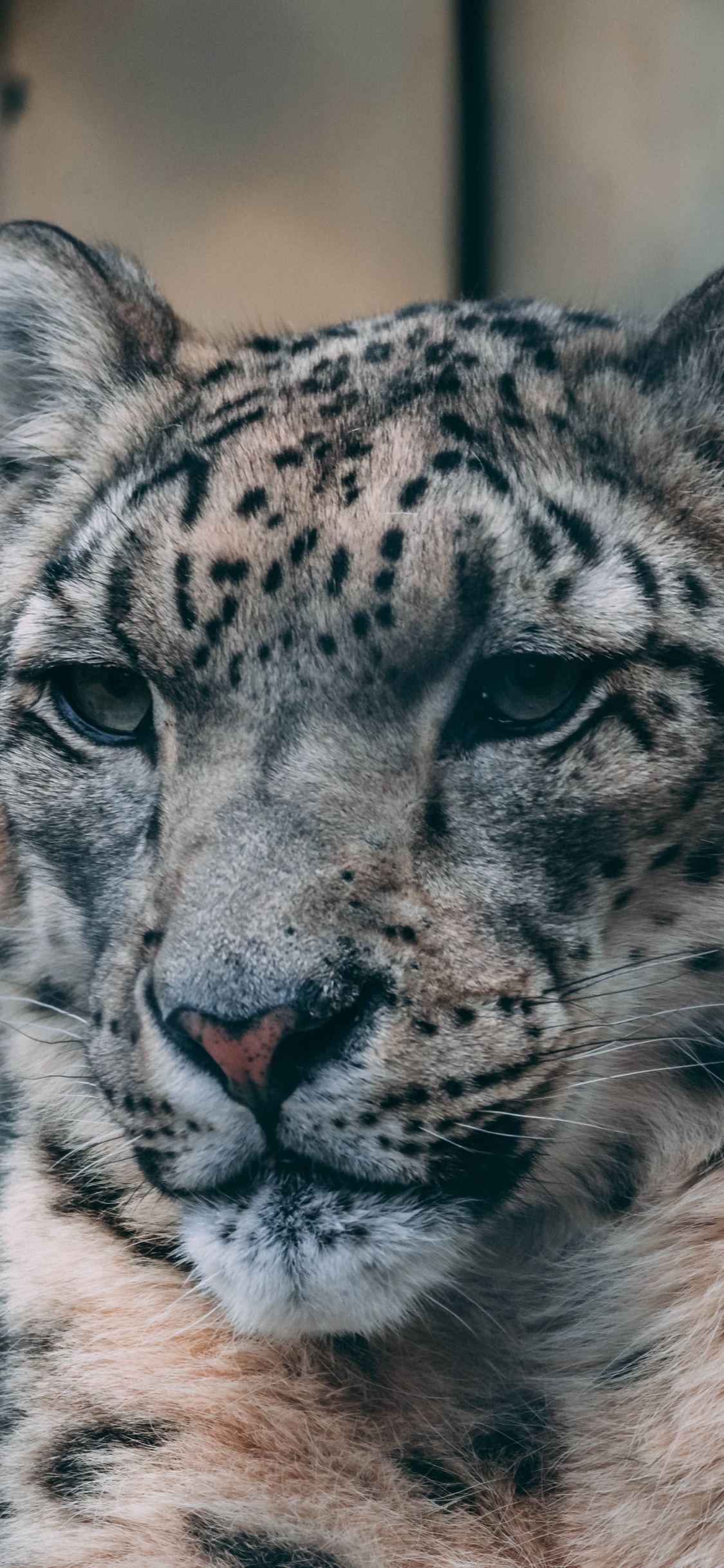 Weißer Und Schwarzer Leopard Auf Braunem Felsen. Wallpaper in 1125x2436 Resolution