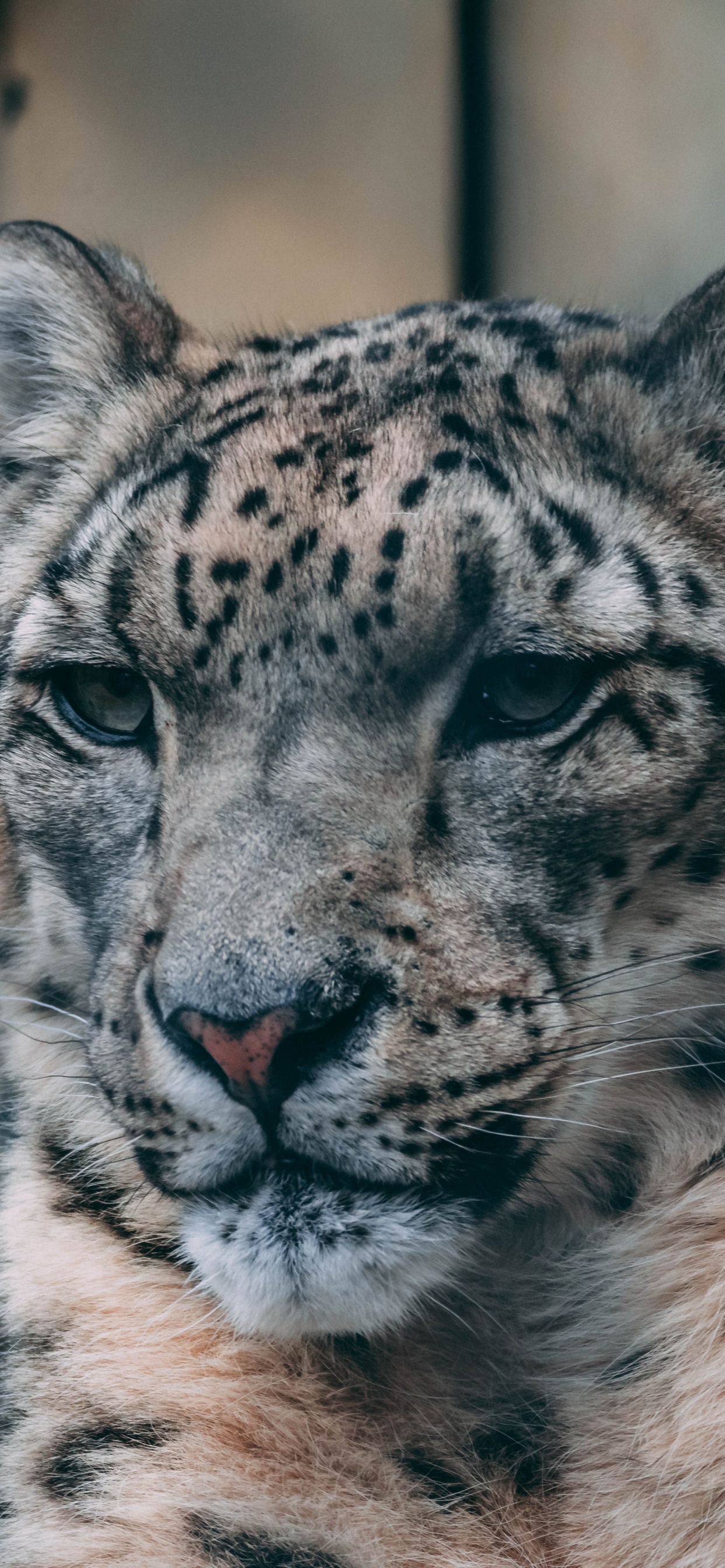 Weißer Und Schwarzer Leopard Auf Braunem Felsen. Wallpaper in 1242x2688 Resolution