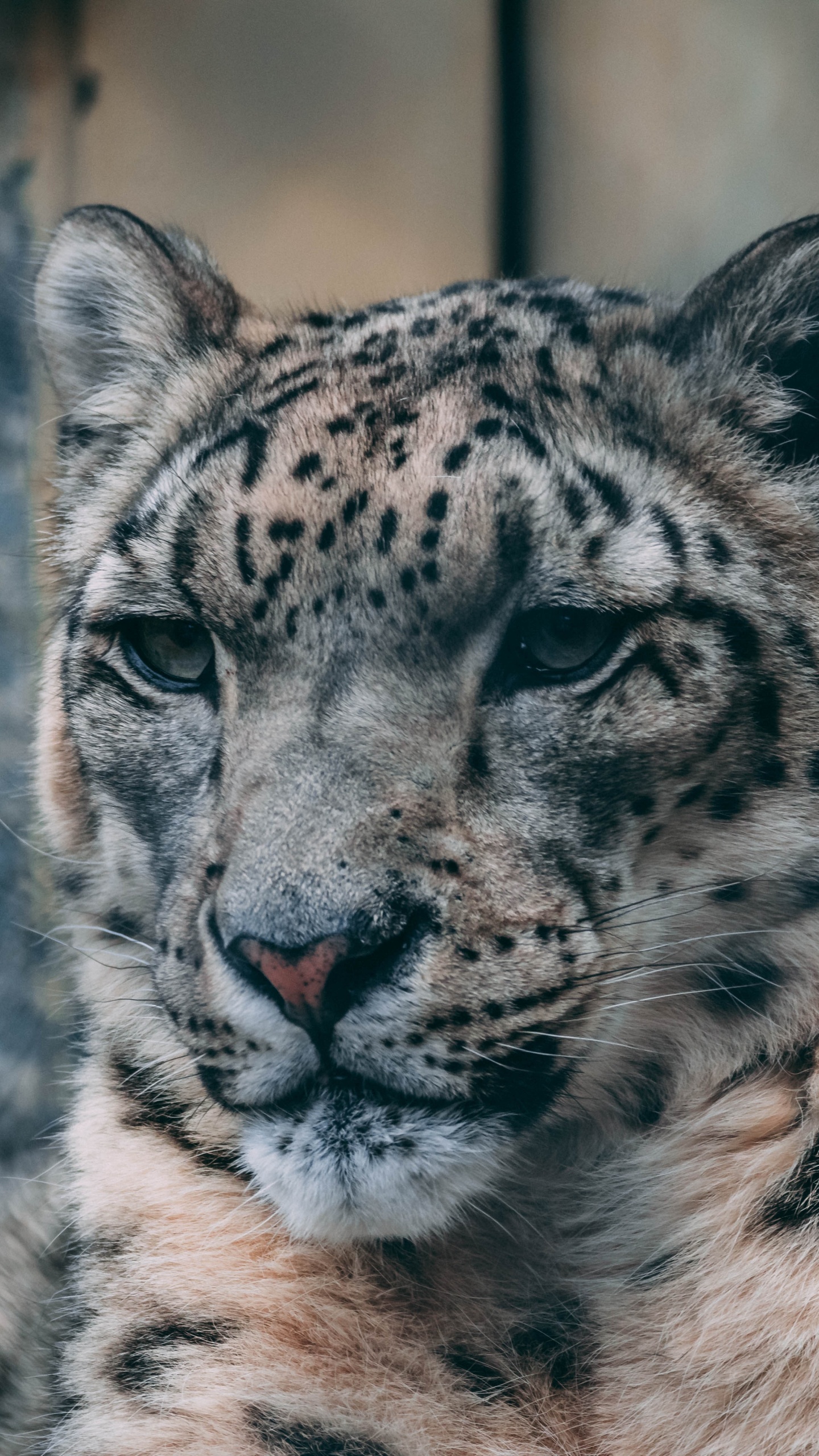 Weißer Und Schwarzer Leopard Auf Braunem Felsen. Wallpaper in 1440x2560 Resolution