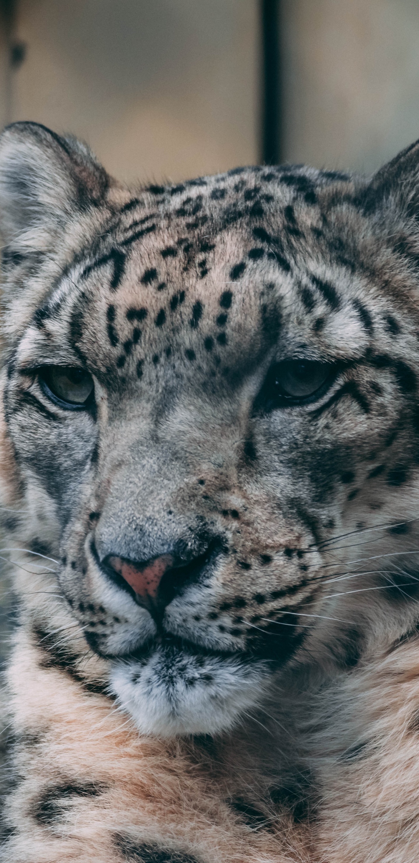 Weißer Und Schwarzer Leopard Auf Braunem Felsen. Wallpaper in 1440x2960 Resolution