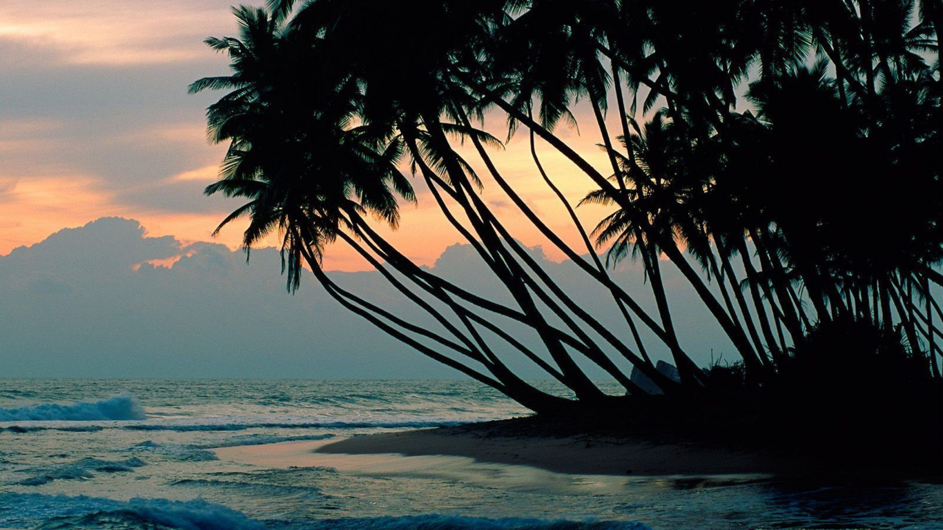 Silhouette of Palm Tree Near Body of Water During Daytime. Wallpaper in 1366x768 Resolution