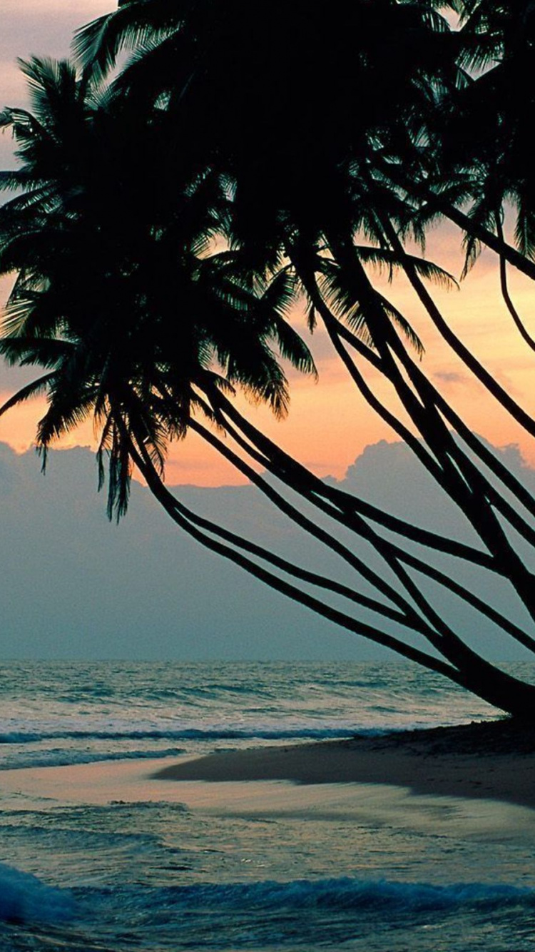 Silhouette of Palm Tree Near Body of Water During Daytime. Wallpaper in 750x1334 Resolution