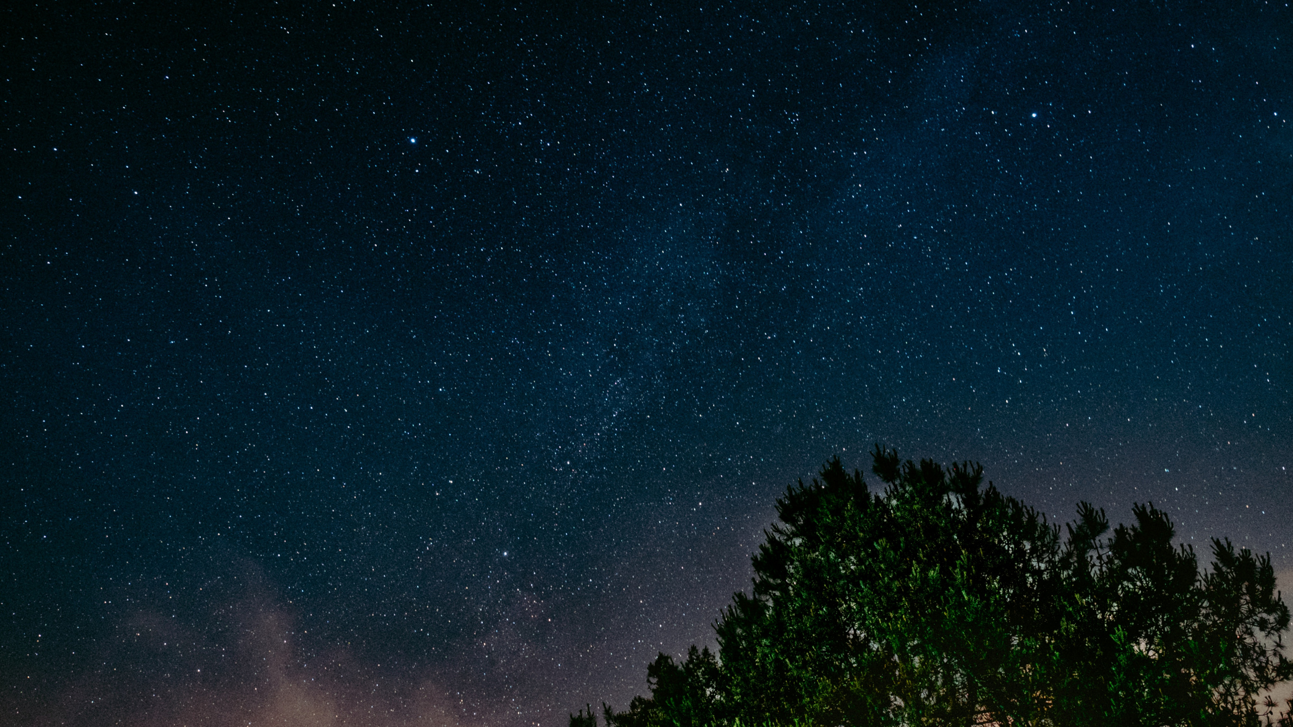 Green Trees Under Blue Sky During Night Time. Wallpaper in 2560x1440 Resolution