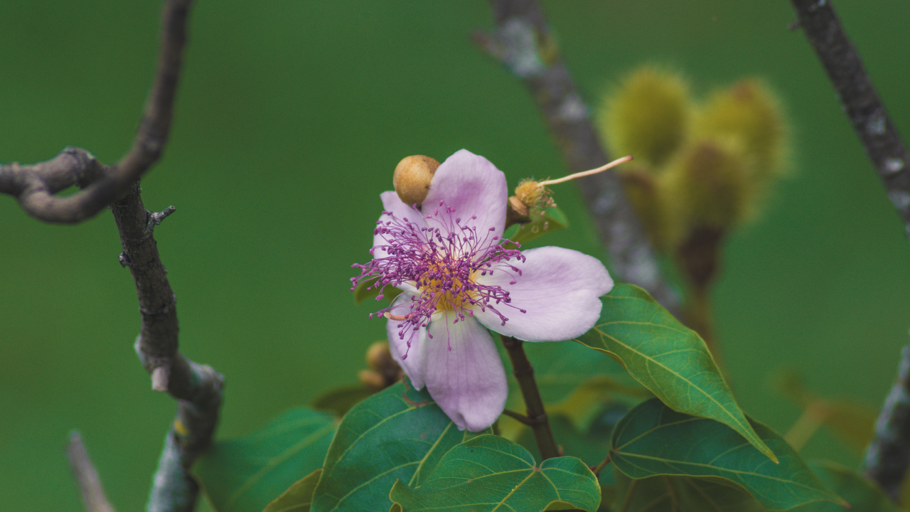 Fleur Rose et Blanche Dans L'objectif à Décentrement. Wallpaper in 1280x720 Resolution