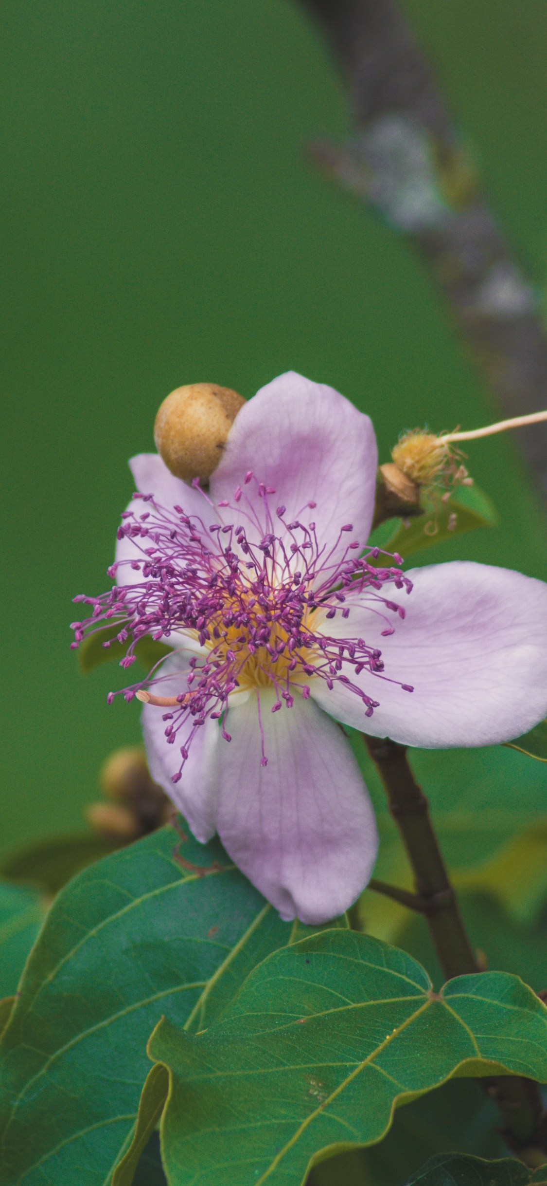Flor Rosa y Blanca en Lente de Cambio de Inclinación. Wallpaper in 1125x2436 Resolution