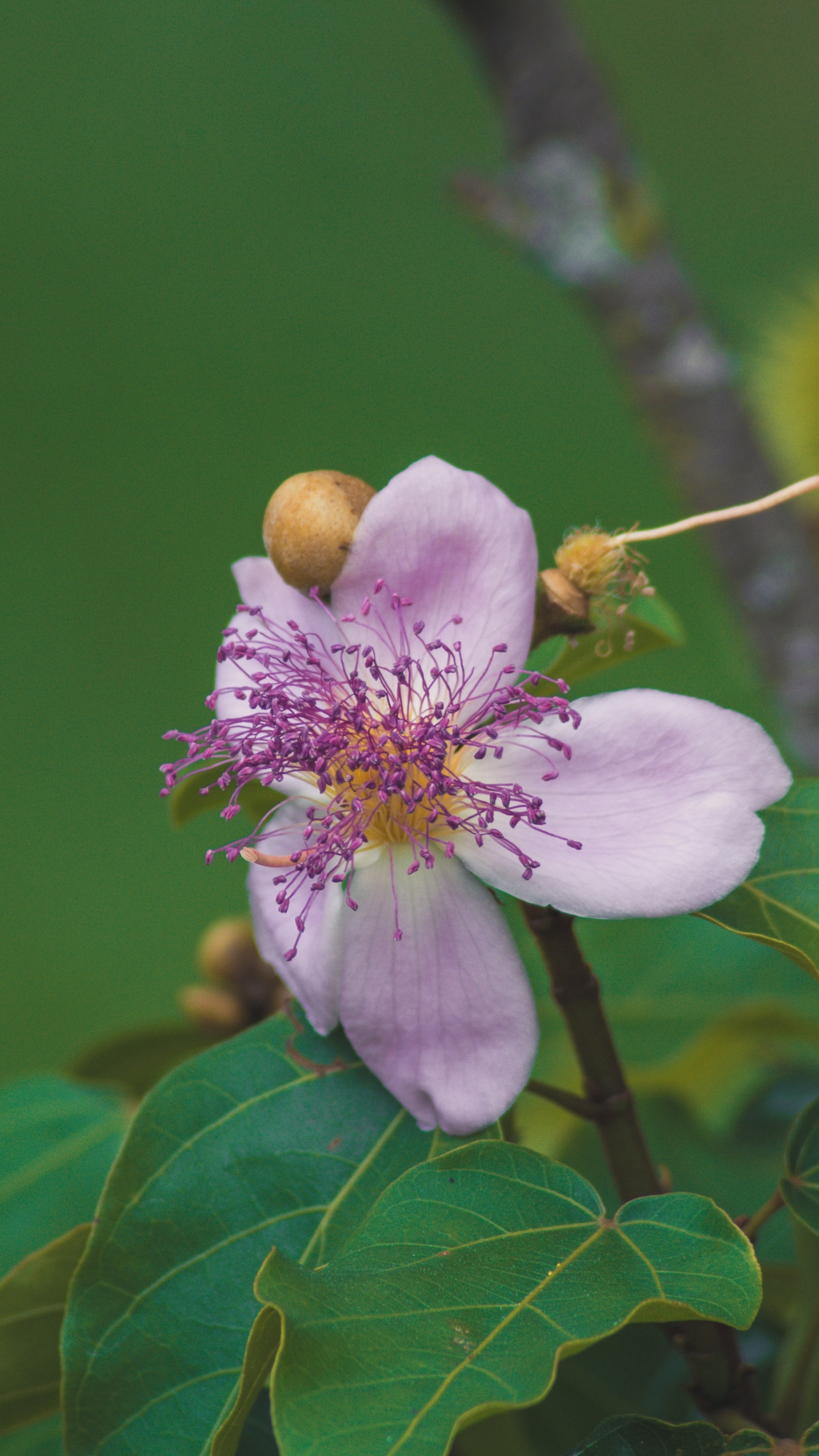 Pink and White Flower in Tilt Shift Lens. Wallpaper in 1440x2560 Resolution