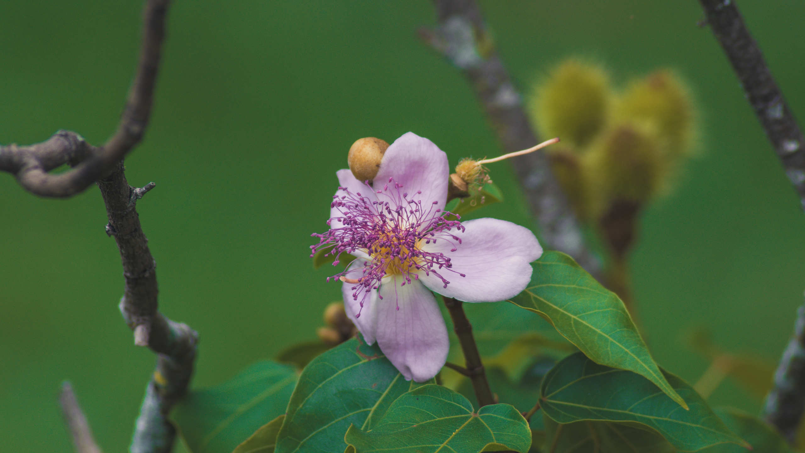 Rosa Und Weiße Blume in Tilt-Shift-Linse. Wallpaper in 2560x1440 Resolution