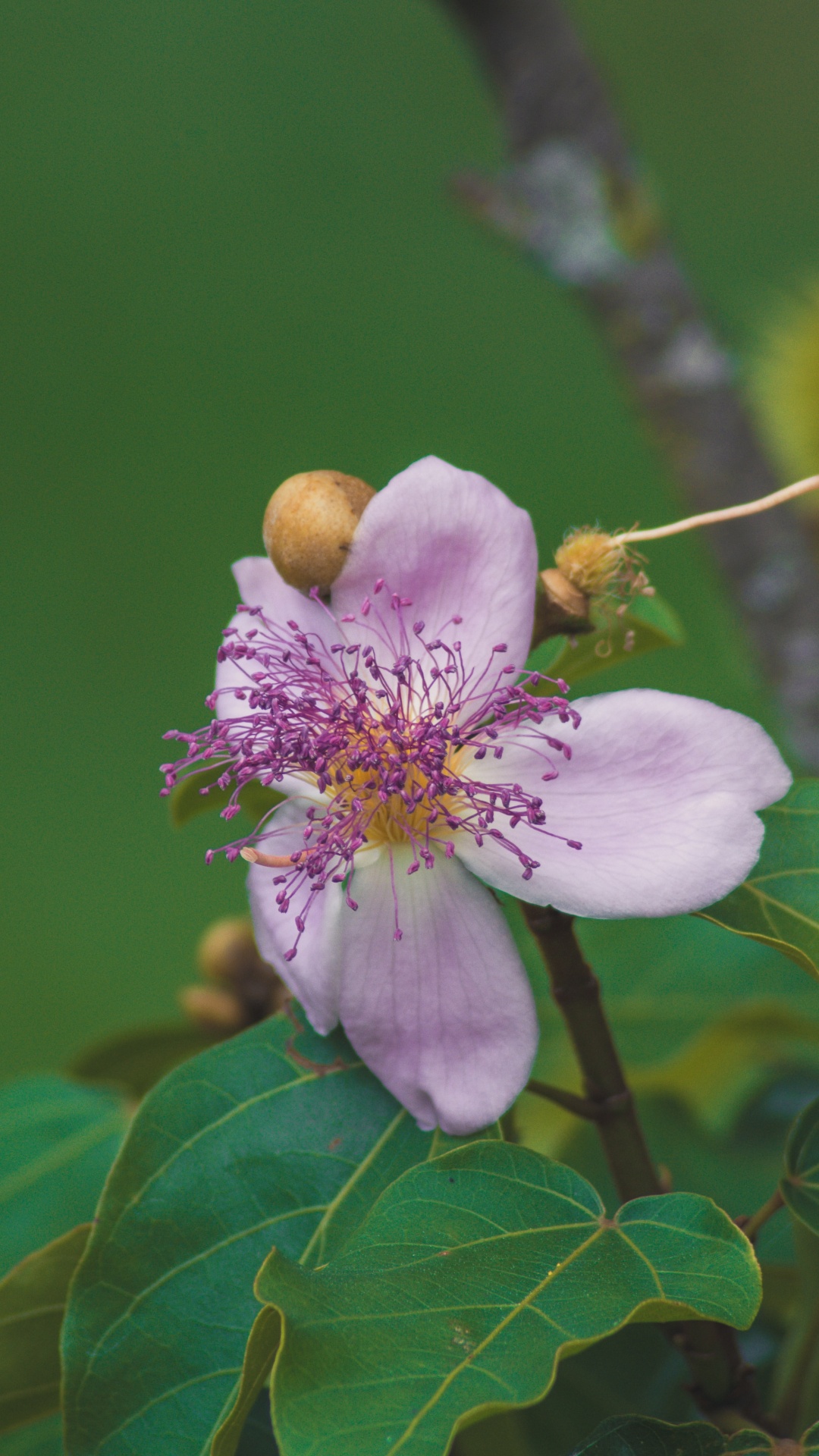 显花植物, 开花, 樱花, 弹簧, 树枝 壁纸 1080x1920 允许