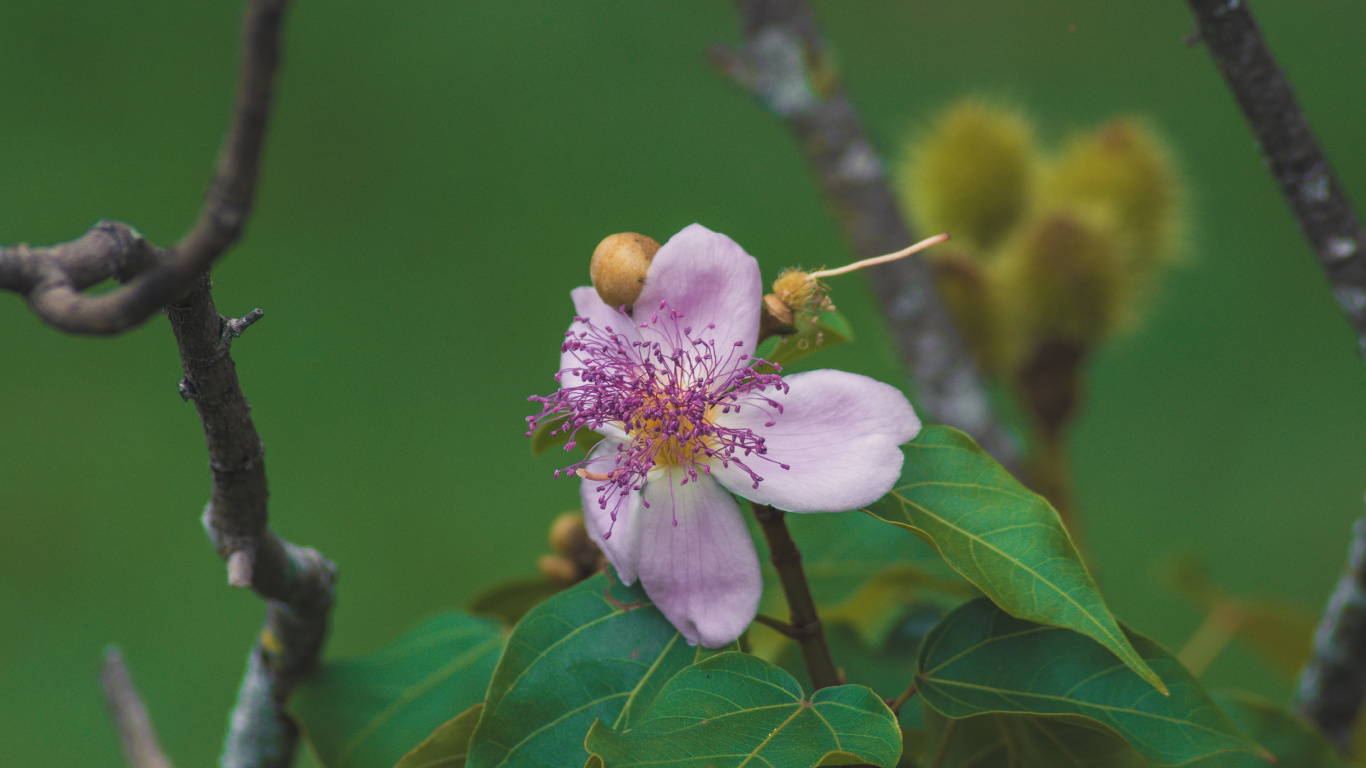 显花植物, 开花, 樱花, 弹簧, 树枝 壁纸 1366x768 允许