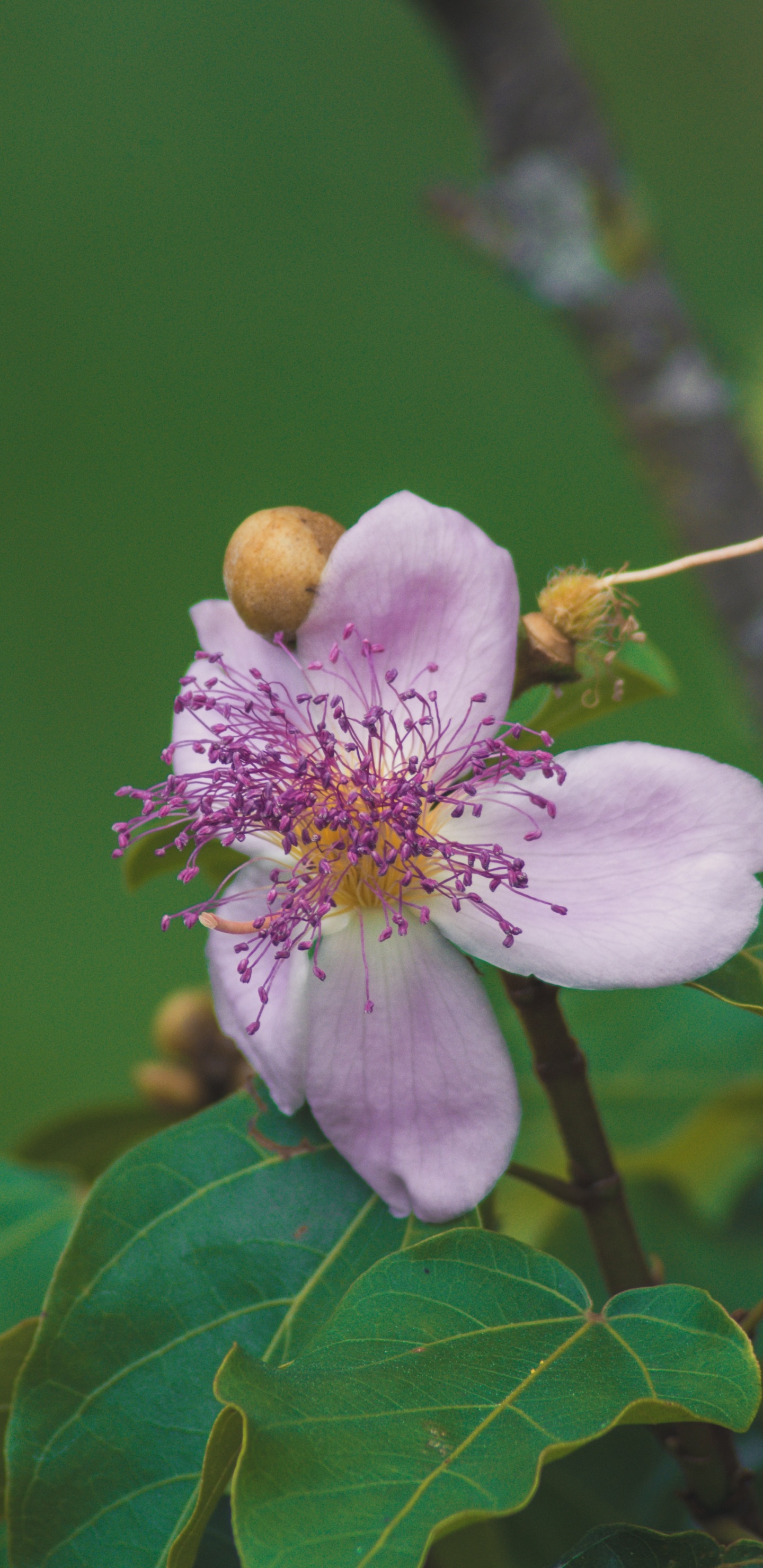 显花植物, 开花, 樱花, 弹簧, 树枝 壁纸 1440x2960 允许