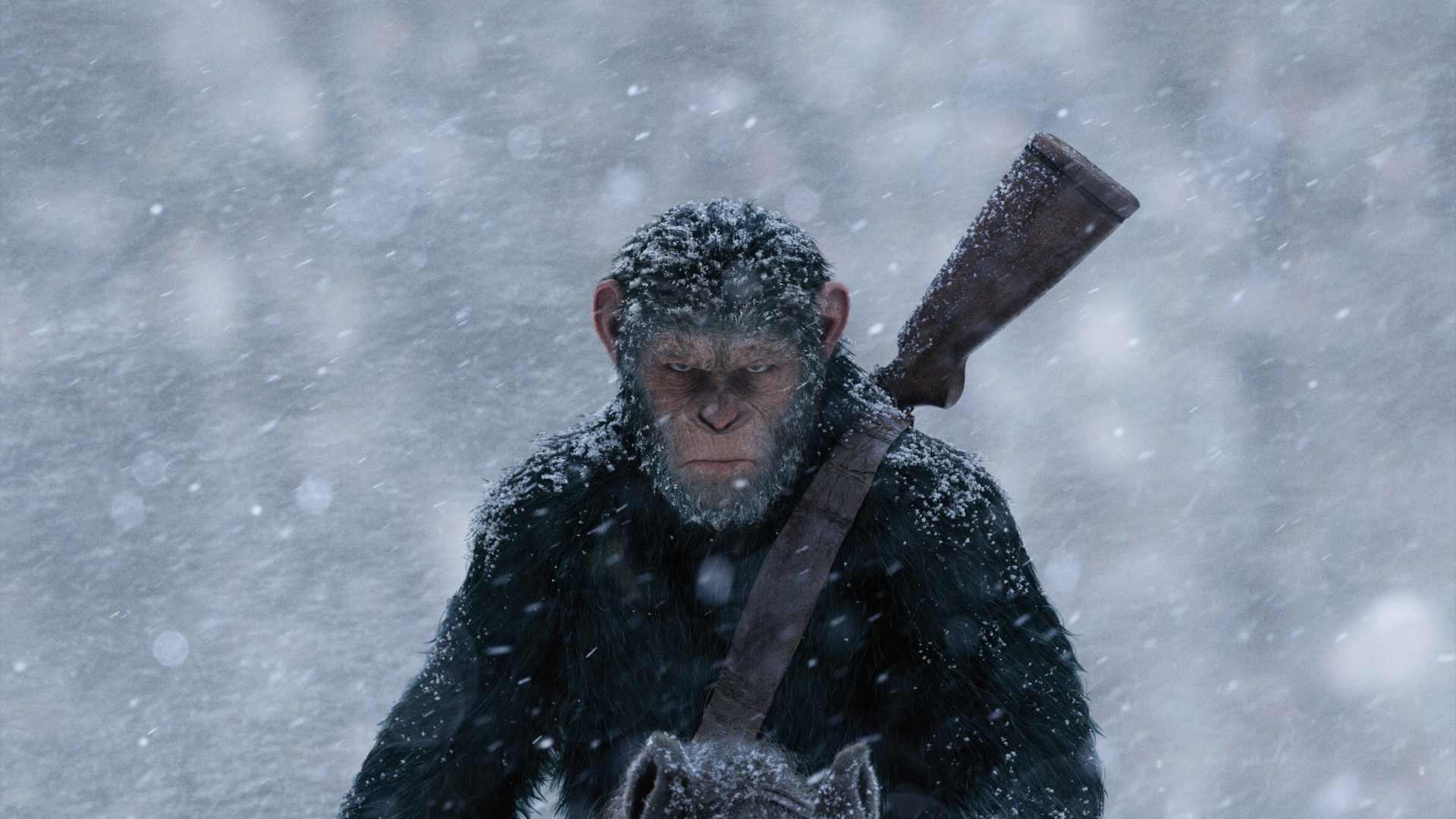 Snow, Winter Storm, Blizzard, Freezing, Tree. Wallpaper in 1920x1080 Resolution