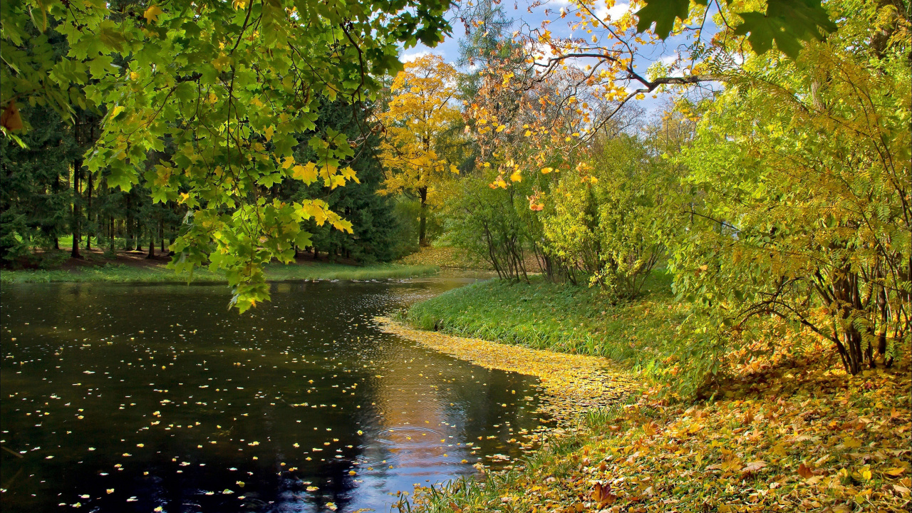 Tagsüber Grüne Bäume am Fluss. Wallpaper in 1280x720 Resolution