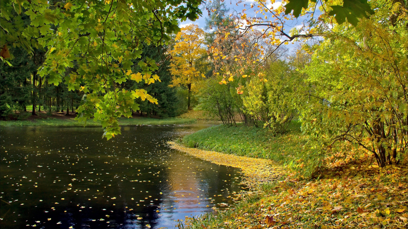 Tagsüber Grüne Bäume am Fluss. Wallpaper in 1366x768 Resolution